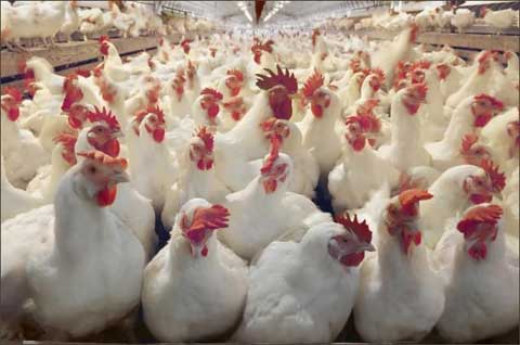 2020年全球顶尖肉鸡企业排名出炉