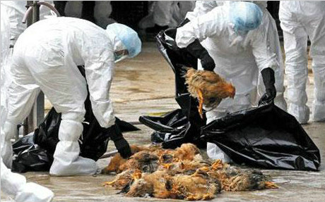 香港食安中心：韩国和乌克兰部分地区禽肉及禽类产品暂停