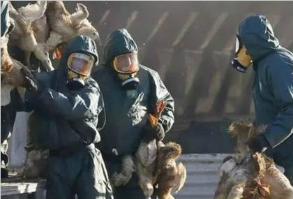 德国发生H5N8型高致病性禽流感疫情
