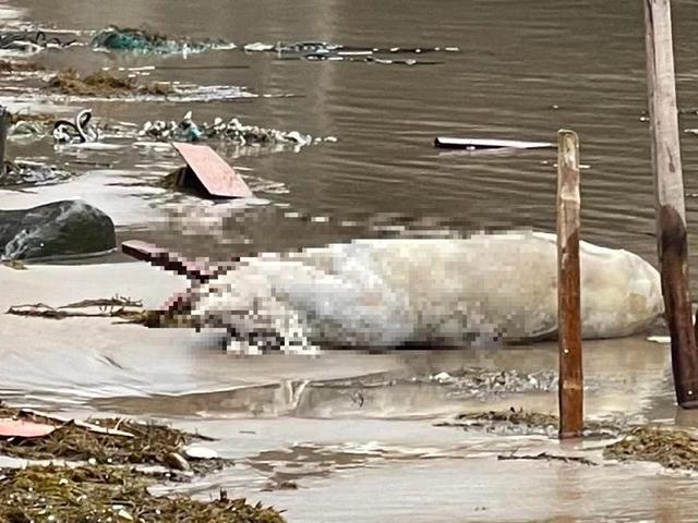 台湾一沙滩发现漂浮死猪 检出非洲猪瘟核酸阳性