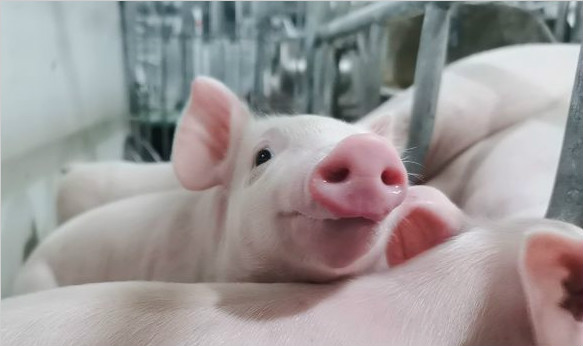 江西农大猪遗传改良国家重点实验室种猪资源中心落户安义