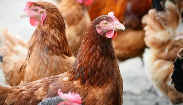 法国禽流感肆虐 已扑杀400多万只家禽