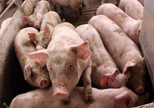 农业农村部:专家团队预测三季度生猪养殖有望扭亏