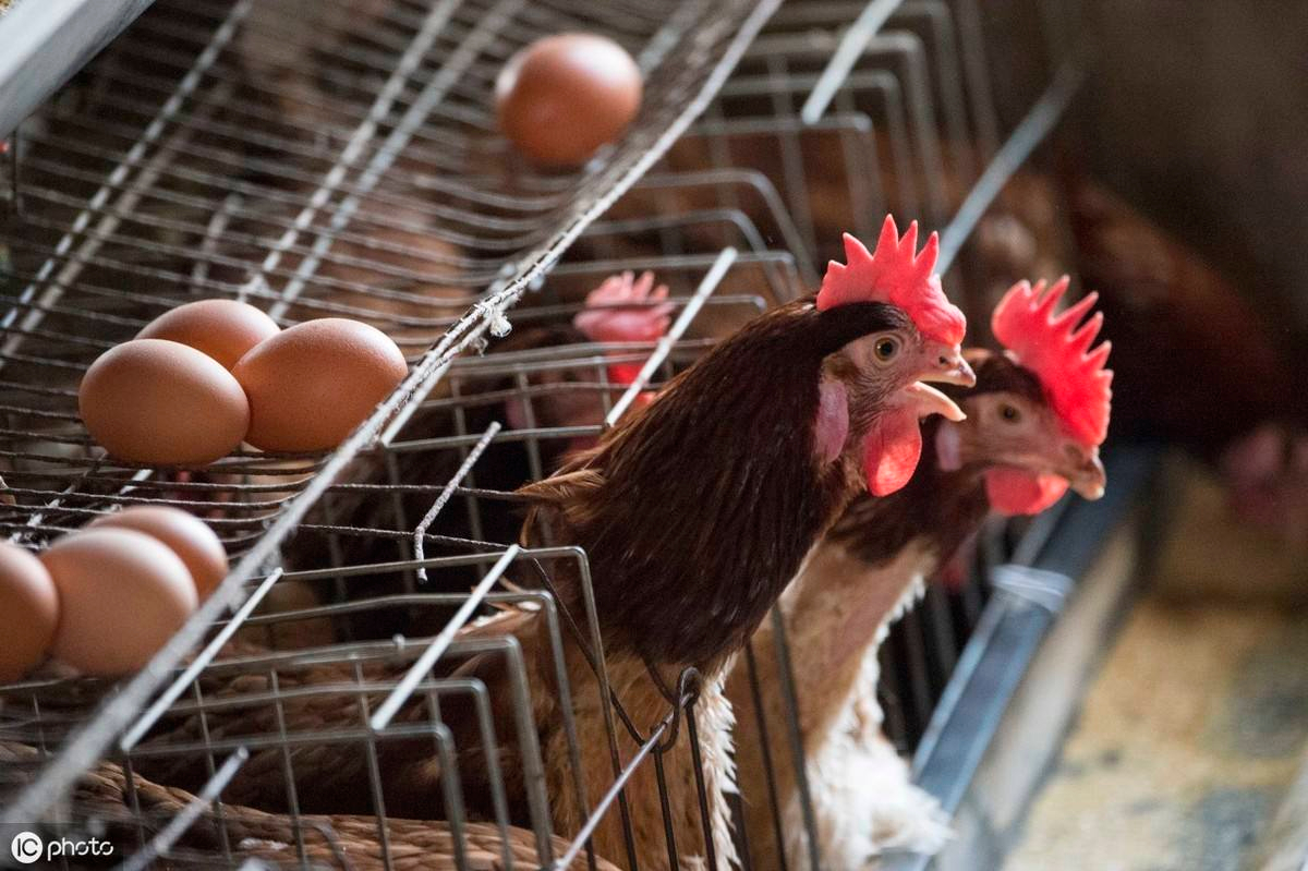 肉鸡养殖盈利超2元/只，短期涨势或难持续
