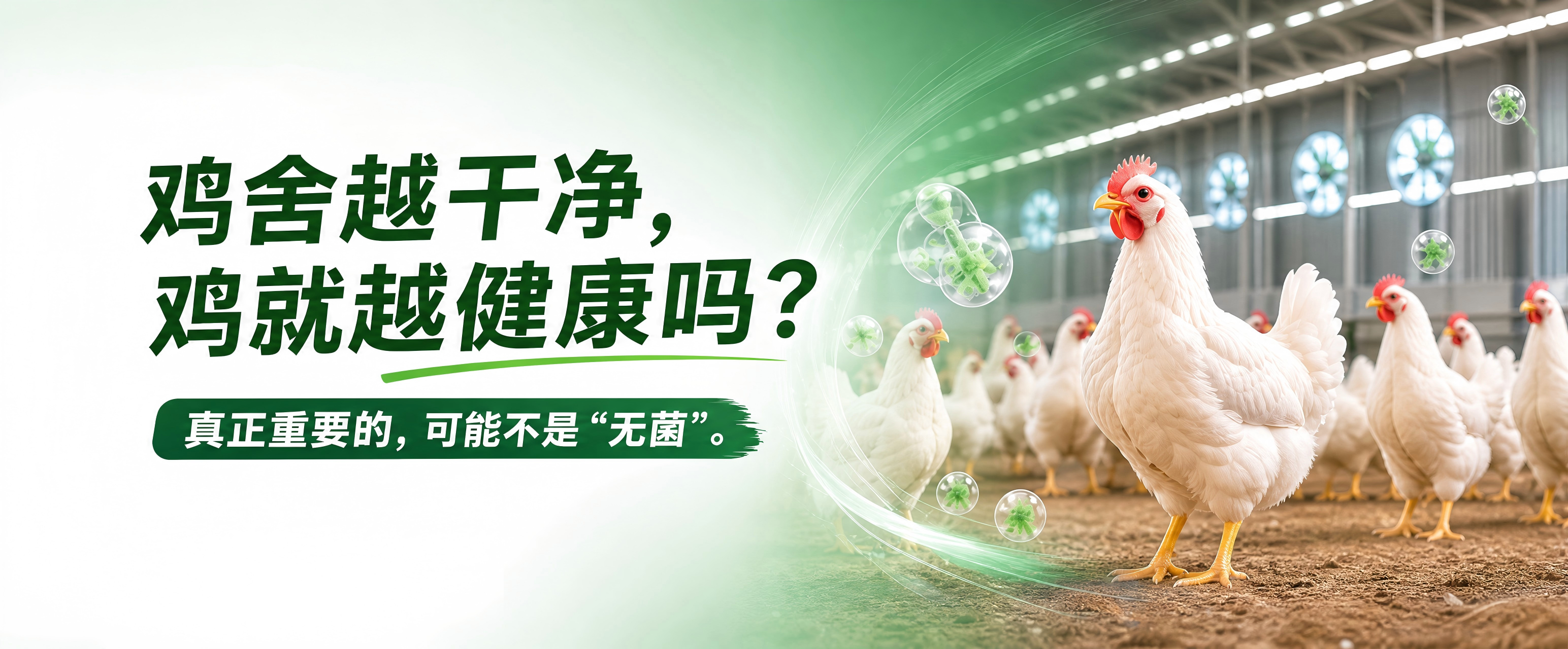 鸡舍越干净，鸡就越健康吗？真正重要的，可能不是“无菌