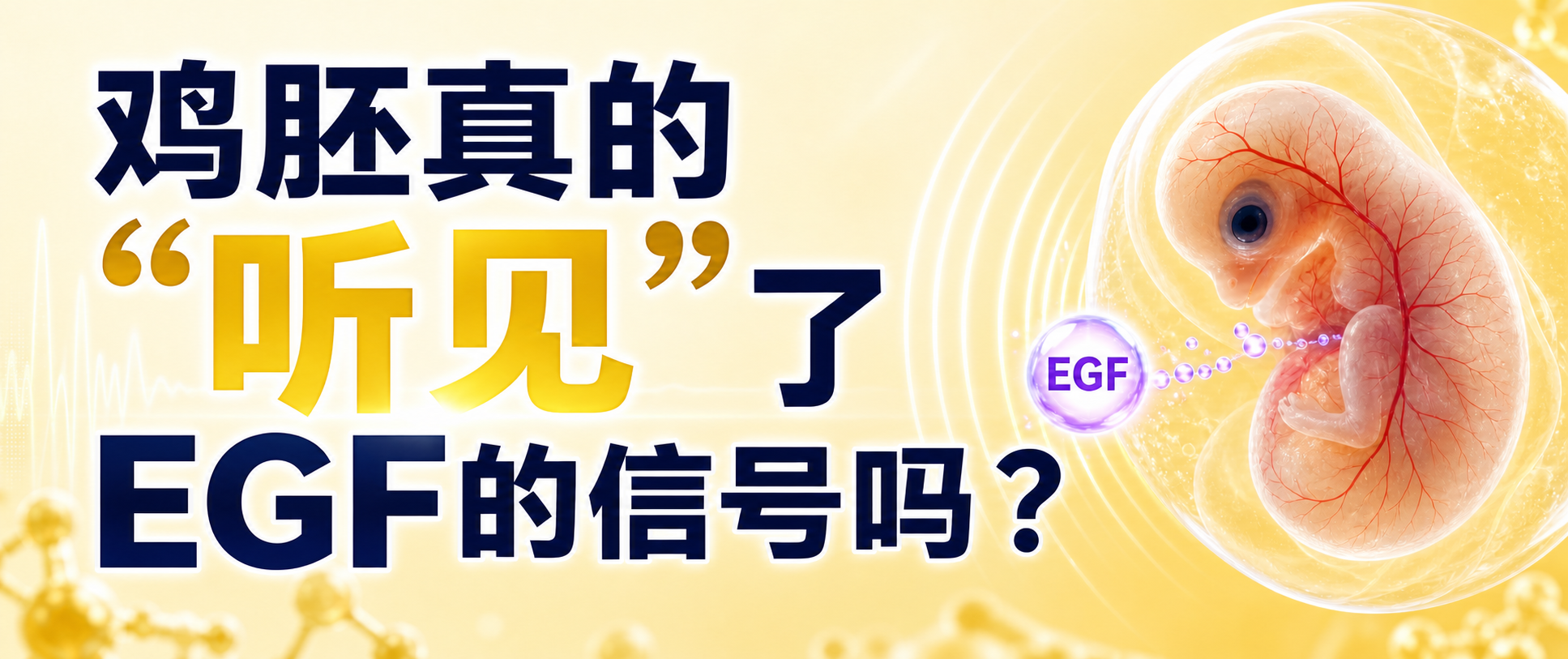 鸡胚真的“听见”了EGF的信号吗？